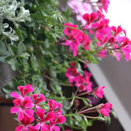 Apartment Pr'pek *