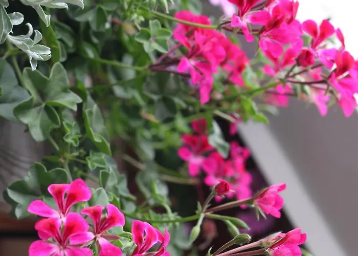 Διαμέρισμα Pr'pek *